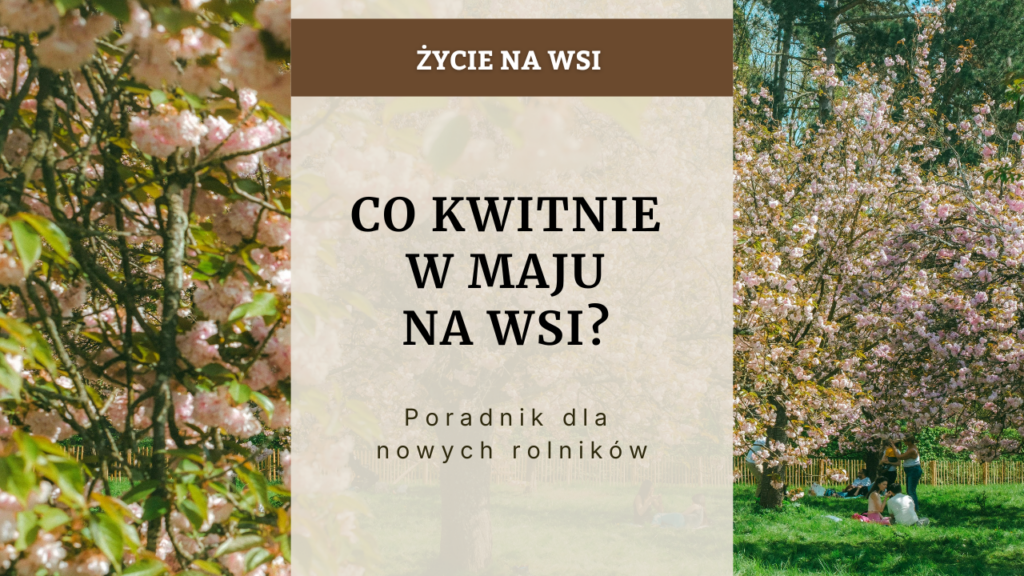Co kwitnie w maju na wsi Poradnik dla nowych rolników