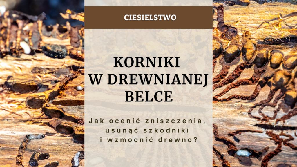 Korniki w drewnianej belce - jak ocenić zniszczenia, usunąć szkodniki i wzmocnić drewno
