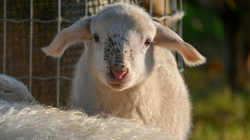 Jak zacząć hodowlę zwierząt na wsi