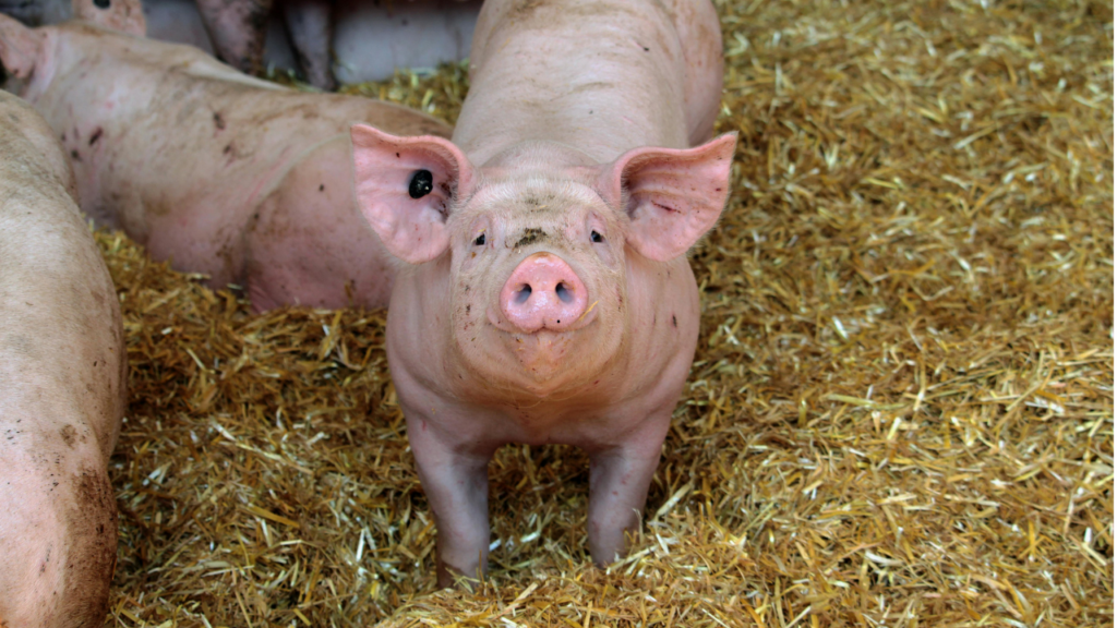 Zwierzęta gospodarskie - świnie