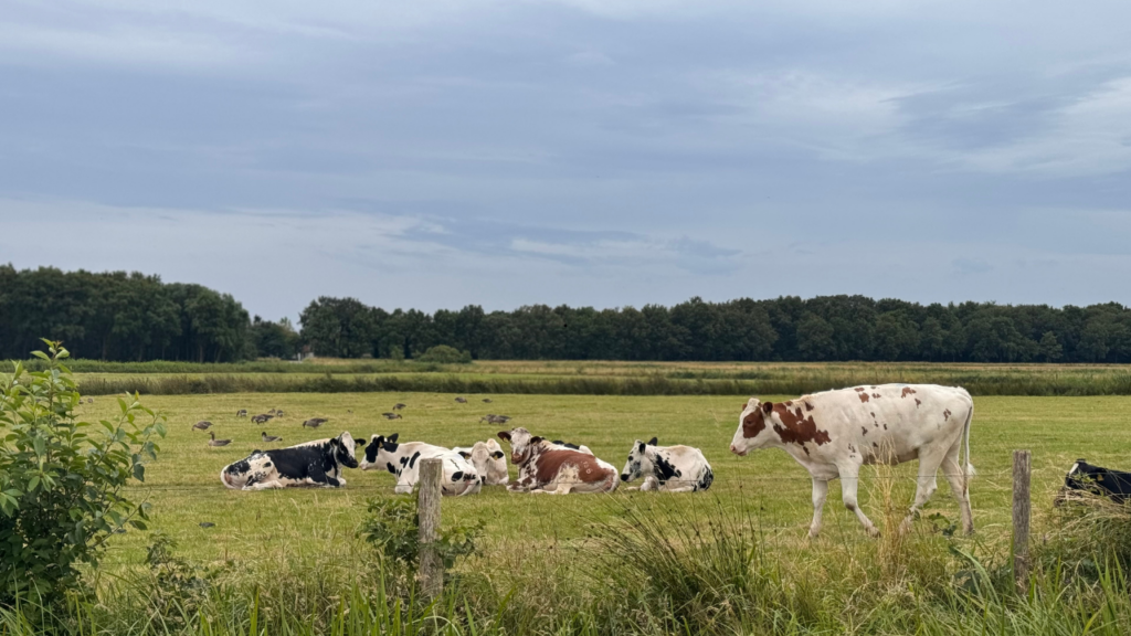 Zwierzęta na wsi - od czego zacząć