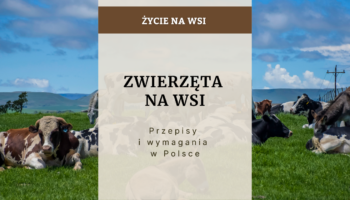 Zwierzęta na wsi - przepisy i wymagania w Polsce