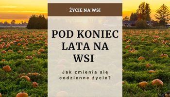 Życie na wsi pod koniec lata - jak zmienia się codzienność?